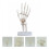 menselijke hand skeletmodel - educatief hulpmiddel gewrichten 9