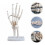 menselijke hand skeletmodel - educatief hulpmiddel gewrichten 11