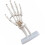 menselijke hand skeletmodel - educatief hulpmiddel gewrichten 10