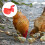 2Pcs Chicken Water Bowl ABS Automatic Waterer Red Durable Design 6