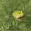 2 alfombra mascotas reptiles césped artificial 10