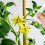 Outil de pollinisation pour , fruits - jardin 8