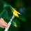 Outil de pollinisation pour , fruits - jardin 10