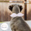 collar ajustable con alas y para perro cachorro 6