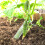 4 . para verduras y , accesorios de crecimiento 8