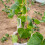 4 . para verduras y , accesorios de crecimiento 10