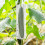 4 . para verduras y , accesorios de crecimiento 9