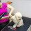 pour lacrymales animaux, toilettage 4