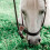 Cloche en pour , , mouton jardin 4