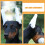 1 Set Soft Foam Dog Ear Support Rods Ear Correction Tools 8