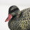 Realistic Floating Duck Decorations For Pool Pond And Lake Plastic 7