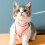 portable cat harness and leash kit for walking kittens 10