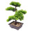 Piante Artificiali Pino Bonsai In Vaso E Ufficio 11
