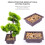 Piante Artificiali Pino Bonsai In Vaso E Ufficio 8