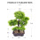 Piante Artificiali Pino Bonsai In Vaso E Ufficio 4