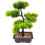 Piante Artificiali Pino Bonsai In Vaso E Ufficio 5