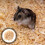 1 Pack Small Animal Bedding Wood Chips Odor Absorbent 8
