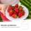 stecchini colorati per frutta e cocktail, forchettine 100 pz 8
