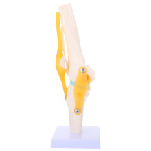 Kniegelenkmodell, , 1:1, für medizinische Lehrzwecke