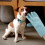 guantes antimordeduras para perros multifunción 11