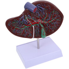 anatomisches lebermodell medizinisches lehrmodell mit sockel