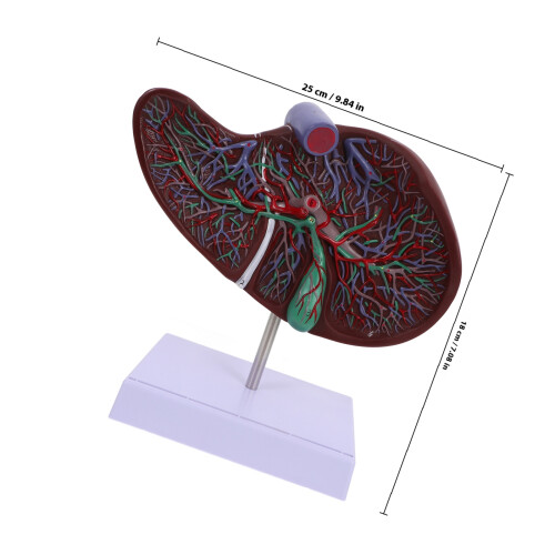 anatomisches lebermodell medizinisches lehrmodell mit sockel 1
