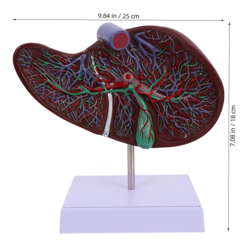 anatomisches lebermodell medizinisches lehrmodell mit sockel 2
