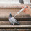 4Pcs Portable Plastic Pet for Pigeon Birds Home Use 7