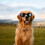 lunettes de pour chien avec protection UV et réglable 7