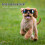 lunettes de pour chien avec protection UV et réglable 6