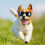 lunettes de pour chien avec protection UV et réglable 11