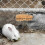 2 porta , contenitore distributore per cavia 5