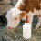 per alimentazione e animali 5