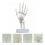 Human Hand Skeleton Model, Simulatiemodel van de Handgewrichten 9