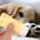 2 unidades de hidratante para patas de cães e 11