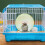 roda silenciosa plástico para hamster e 5