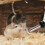 4 unidades para hamster com garrafa suspensa antivazamento 8