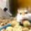 4 unidades para hamster com garrafa suspensa antivazamento 10