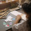 5 pz tamponi per pittura, graffiti e 5