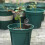 20 pz scatole fertilizzante per piante e bonsai 11