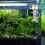 proteinschummer luchtsteen bubbelhout visaquarium 8