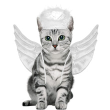 Halloween Engelsflügel Für Katzen Kostüm Weiß
