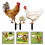 -pack hühner-stakes acryl für garten und 4