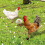 -pack hühner-stakes acryl für garten und 10