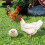 -pack hühner-stakes acryl für garten und 8