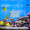 Box Fischbecken Brutbox Betta Trennwand 11