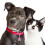 5St Kat En Hond Id Tags Zinklegering Modern En Opvallend 6