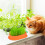 2 pflanzbox karottenform für katzengras und katzenminze 4