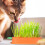 2 pflanzbox karottenform für katzengras und katzenminze 3