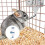 abbeveratore 473 ml per conigli con 4